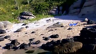 Steve Holmes Fucks Tanned Babes Outdoor - Anal, Blowjob & Group Sex Compilation