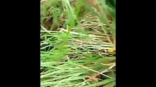 Kantutan Ng Mga Bata