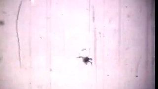 Josephine Baker's sensual dance