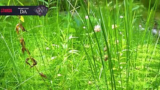 Tempting teen beauty exciting adult video