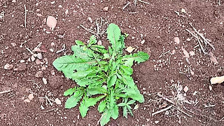 Pissing Pussy From Behind Amazing View