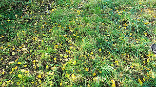 Crazy for Her Titslapping