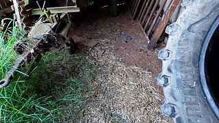 Red tits in the shed