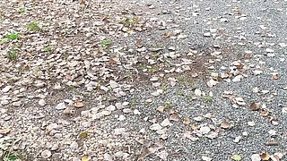 A Piss in the Middle of the Riding Stable.