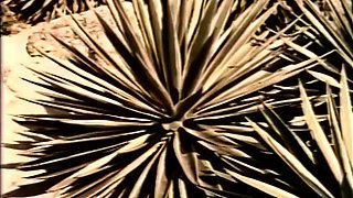 Bald dude fucks sweet brunette hardcore after hot blowjob