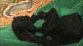 Blonde amateur MILF pov toys fingering shaved cunt