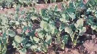 African amatuer spraying milk outdoors