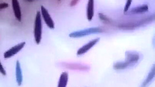 Actress Anne Musterbating in Bed with Big Shaggy Boobs and Wet Pussy