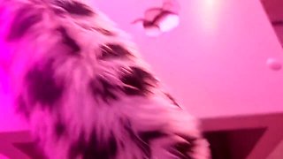 Real Petplay 3 Puppygirl Gets Fucked In Furniture And Gags On Cum