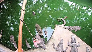 Crocodiles feeding and amateur Thai girlfriend ass spanking