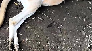 A Real Australian Experience With Aussie Hottie Jade Harper