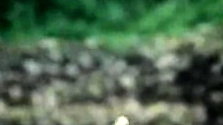 Amateur Blowjobs with Horny Big Titted Brunettes