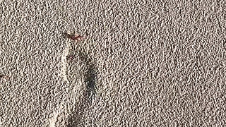 Comparing Size 16 Feet to Sand Prints at the Beach