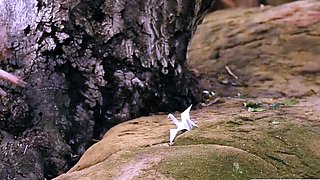 Birdwatcher fucked by shemales hard big shecock!