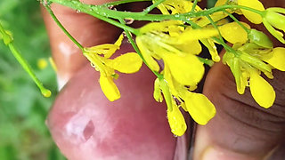 "I went to the mustard field and saw my stepaunt and started jerking