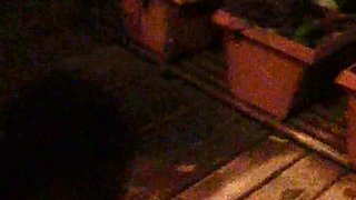 Amateur blonde ass fucked