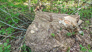 Outdoor Pussy and Anal Masturbation