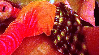 Sexy brunette wearing stockings masturbates webcam