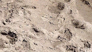 Beach Topless Sunbathing