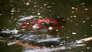 Platinum blonde sluts sharing strapon toy by the pool