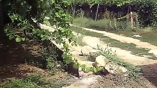 Sesso all'aperto con una puttana italiana amatoriale