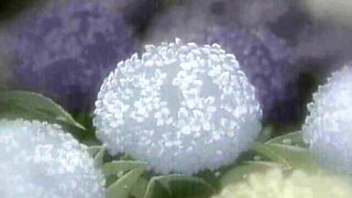 Delicious doxie's hairy smut