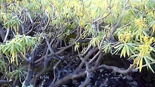 Portuguese Group Fun