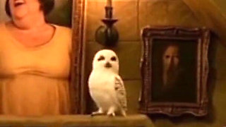 Spellbound - Library Look up