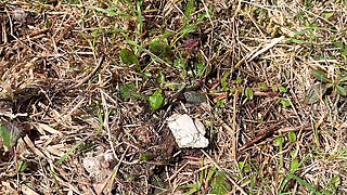 pee on the ground near truck wheel