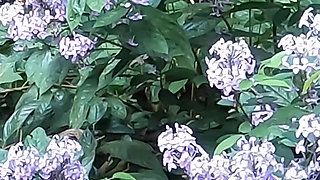 Beautiful Desi Girl Getting Nude Outside in the Garden