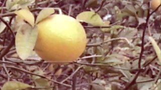 Sexy beautiful ass brunette babe outdoor solo