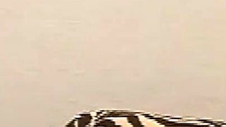 She Suck the Cock with Passion Ansd Take It in Her Pussy